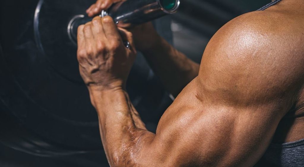 muscle